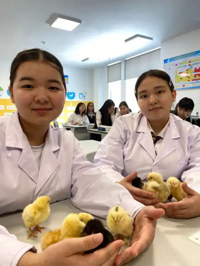 В Астане школьники самостоятельно вывели цыплят из инкубатора (3)