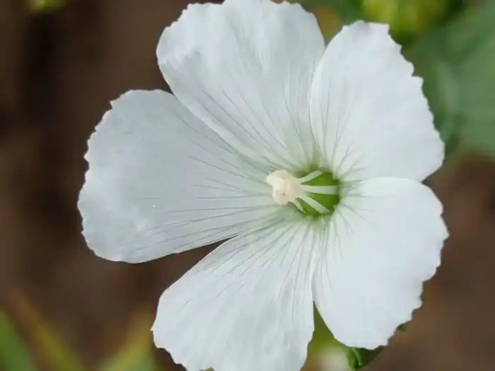 В Казахстане впервые ускорили селекцию льна: до четырёх поколений в год (5)