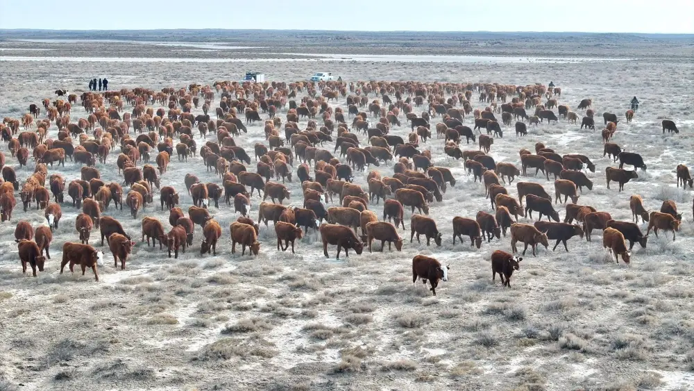 ТУРКЕСТАН: В СУЗАКСКОМ РАЙОНЕ РАСТЕТ ПОГОЛОВЬЕ ПЛЕМЕННОГО КРУПНОГО РОГАТОГО СКОТА (2)