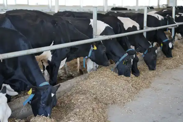 В Казахстане начал работу Союз животноводов (2)