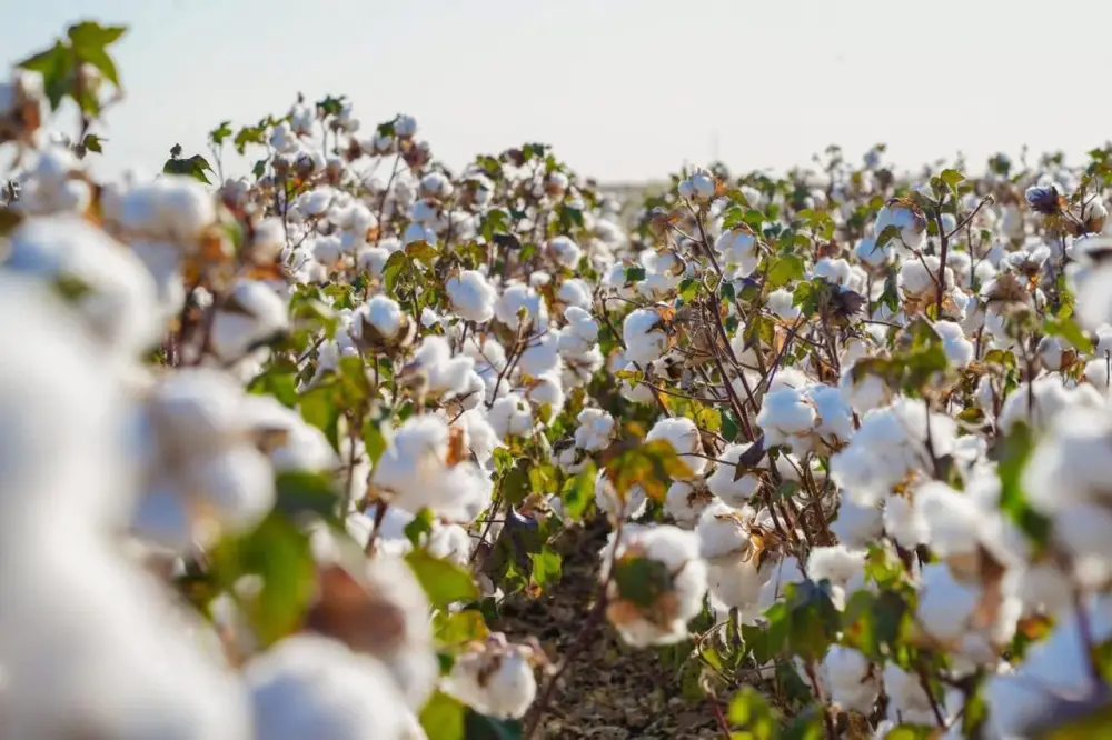 В ТУРКЕСТАНСКОЙ ОБЛАСТИ ЗА ТРИ ГОДА В РАМКАХ ПРОГРАММЫ «АУЫЛ АМАНАТЫ» ПРОФИНАНСИРОВАНО ОКОЛО 4000 ПРОЕКТОВ (4)