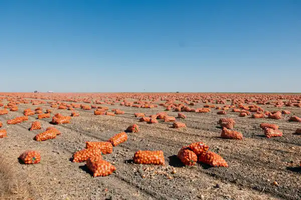В рамках госпрограмм оказана поддержка 232 хозяйствам, в регионе выросло поголовье скота (8)