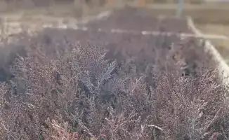 Проверка работы лесных хозяйств в Туркестанской области: подготовка к расширению зеленых насаждений к 2026 году