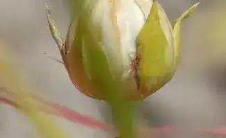 Лён в Казахстане: селекционные горизонты расширяются до четырёх поколений в год