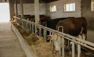 Поддержка аграриев региона: рост поголовья скота