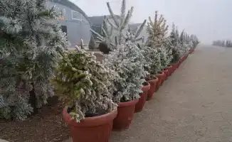 10 гектаров зелени: новый питомник в Туркестане!