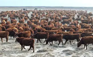 ТУРКЕСТАН: СУЗАКСКИЙ РАЙОН СЕЕТ БУДУЩЕЕ МЯСНОГО ПРОИЗВОДСТВА С НОВЫМ ПЛЕМЕННЫМ СКОТОМ