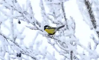 Прогноз погоды в Казахстане: 38-градусные морозы 13-15 января от синоптиков Казгидромета