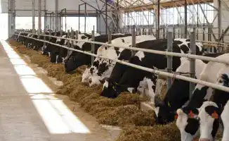 В Алматинской области построят завод по производству кормов для домашних животных с объемом инвестиций свыше 88 млрд тенге