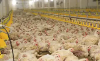 В Карагандинской области открыт новый птичник с искусственным интеллектом для повышения производства мяса