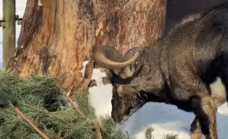 Алматинцы сдали новогодние ели в зоопарк для животных