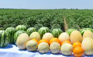 Туркестанская область демонстрирует рекордные результаты в сельском хозяйстве с объемом продукции 1 154,3 млрд тенге