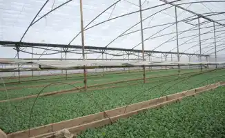 Туркестанская область: начало посадки ранних овощных культур с использованием современных технологий