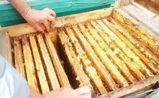 Необходимость соблюдения ветеринарных норм для защиты здоровья населения в контексте задержания меда на границе