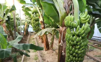 Бананы «Кавендиш» теперь в Сарыагаше