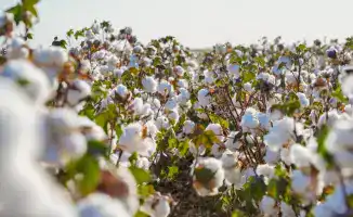 Вода на вес золота: как экономим в Туркестане?