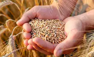 Инвестиционный проект в Петропавловске: создание предприятия по производству донатов и хлебцев на 12,7 тыс. тонн в год