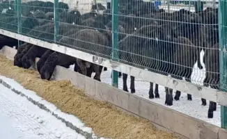 Высокая мясная продуктивность едильбайской породы овец в Казахстане