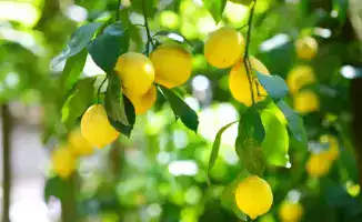 В Енбекшиказахском районе открыта теплица для выращивания лимонов