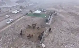 Чипы для животных: новая эра ветеринарии в Туркестане!