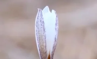 Казахстанский фотограф Дмитрий Доценко запечатлел волшебство подснежников в горах Алматы