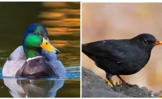 Кто станет пернатым символом 2026 года в Казахстане?