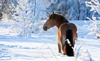 Казахстан в снежном плену: морозы до -35 и метель, как белый вихрь, накроют страну с 22 по 24 января