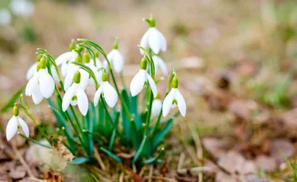 В Алматы подснежники распустились посреди зимы: аномалия, способная повлиять на урожай