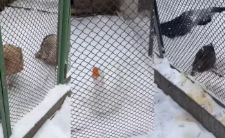 В Алматы разгорелся спор о содержании животных в Family Park: алматинцы обеспокоены условиями жизни животных в мороз