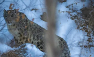 Лицом к лицу с хищником: уникальная встреча в ущелье Алма-Арасан