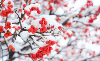 Сильные морозы в Казахстане после снегопада: синоптики предупреждают о возможных последствиях для населения