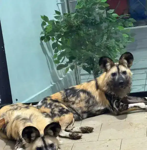 Краснокнижные гиены и гиеновидные собаки появились в Карагандинском зоопарке (4)