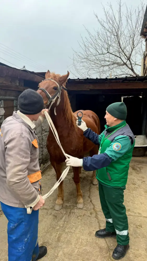 В Алматы бесплатно вакцинируют сельскохозяйственных животных (2)
