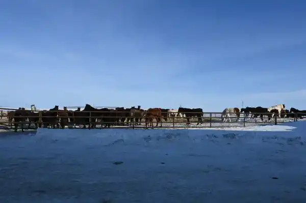 В ТОО «Агро LAKE» из Сандыктауского района развивается животноводство (4)