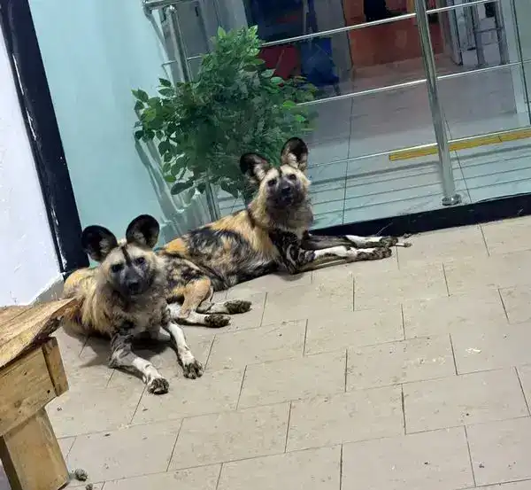 Краснокнижные гиены и гиеновидные собаки появились в Карагандинском зоопарке (3)