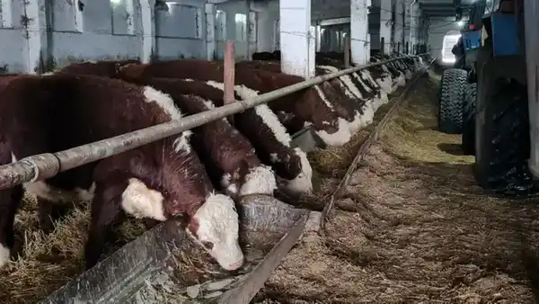 ТОО «ПЗ Балкашинский» Сандыктауского района укрепляет позиции одного из ведущих племенных хозяйств региона (2)