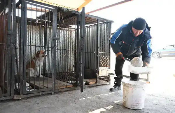 Как в Жетісу решают проблему бродячих животных (2)