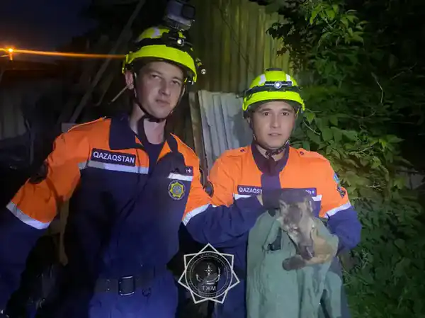Более 400 случаев спасения животных: как сотрудники МЧС РК помогали братьям нашим меньшим в 2025 году (6)