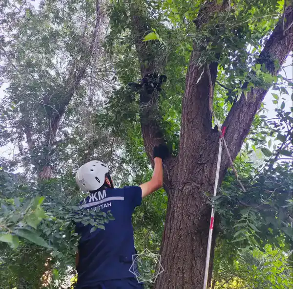 Более 400 случаев спасения животных: как сотрудники МЧС РК помогали братьям нашим меньшим в 2025 году (8)