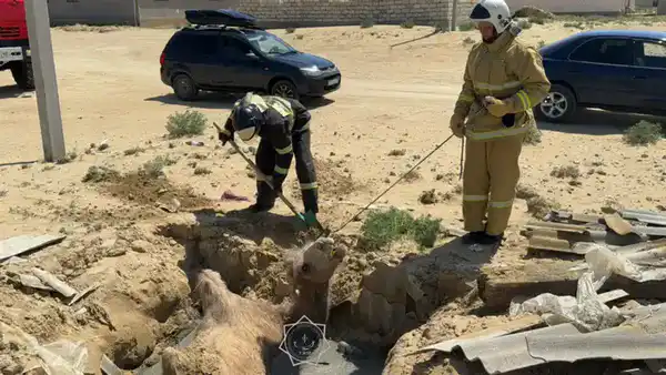 Более 400 случаев спасения животных: как сотрудники МЧС РК помогали братьям нашим меньшим в 2025 году (4)