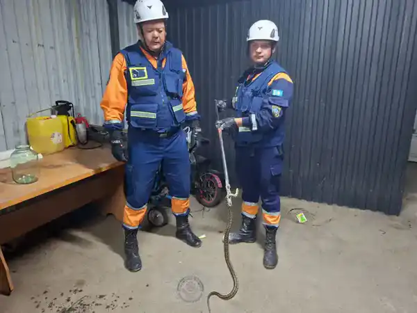 Более 400 случаев спасения животных: как сотрудники МЧС РК помогали братьям нашим меньшим в 2025 году (7)