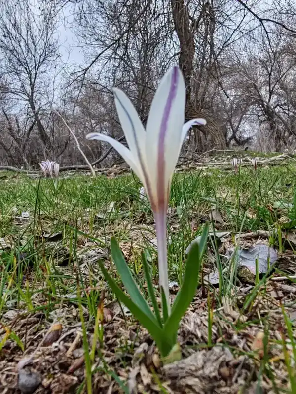 В ТУРКЕСТАНСКУЮ ОБЛАСТЬ ВЕРНУЛИСЬ ПТИЦЫ НАУРЫЗЕК И РАСЦВЕЛИ ПОДСНЕЖНИКИ (4)