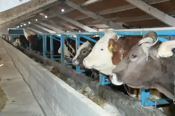 В области Жетісу более трех тысяч хозяйств занимаются животноводством (3)