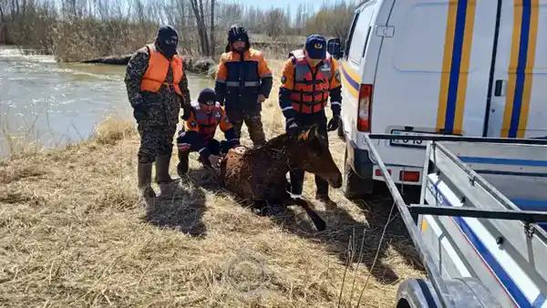 Более 400 случаев спасения животных: как сотрудники МЧС РК помогали братьям нашим меньшим в 2025 году (2)