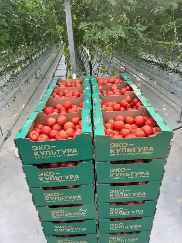 В тепличном комплексе «Экокультура Евразия» собран первый урожай томатов (2)