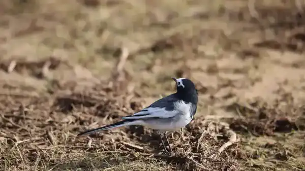 В ТУРКЕСТАНСКУЮ ОБЛАСТЬ ВЕРНУЛИСЬ ПТИЦЫ НАУРЫЗЕК И РАСЦВЕЛИ ПОДСНЕЖНИКИ (2)