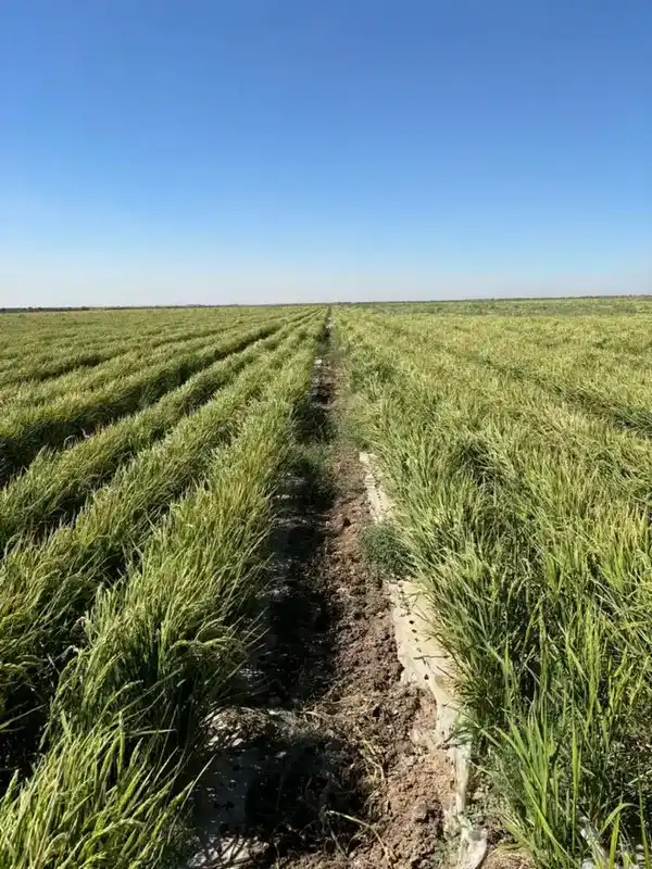 В ТУРКЕСТАНСКОЙ ОБЛАСТИ ВНЕДРЯЮТ НОВЫЕ ТЕХНОЛОГИИ ВЫРАЩИВАНИЯ РИСА ДЛЯ ЭКОНОМИИ ВОДЫ (3)