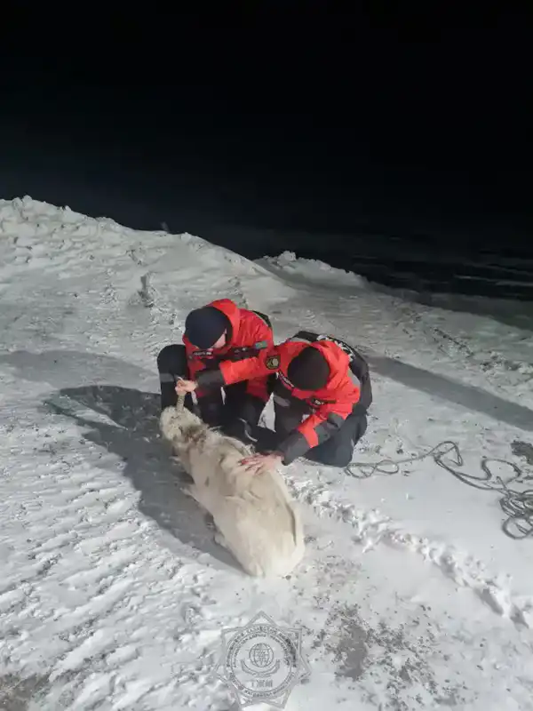 Более 400 случаев спасения животных: как сотрудники МЧС РК помогали братьям нашим меньшим в 2025 году (10)