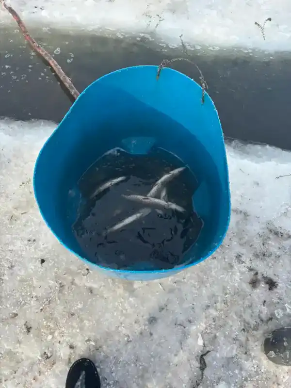 В Северо-Казахстанской области проводятся мероприятия по аэрации озёр с целью предотвращения замора рыбы (2)