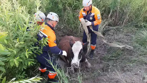 Более 400 случаев спасения животных: как сотрудники МЧС РК помогали братьям нашим меньшим в 2025 году (9)